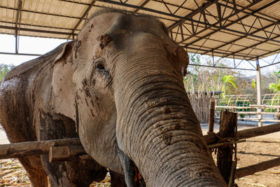 Close-up of elephant