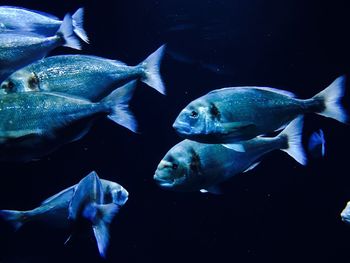 Fish swimming in aquarium