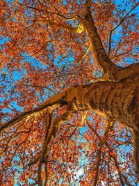 Low angle view of tree in forest against sky