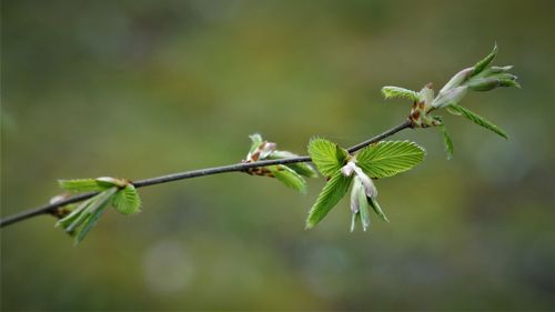 Close-up of flowering plant