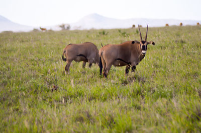 Oryx on grassy field