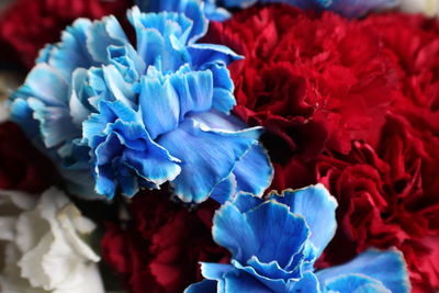 Close-up of blue flowers