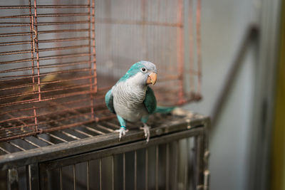 Bird perching in cage