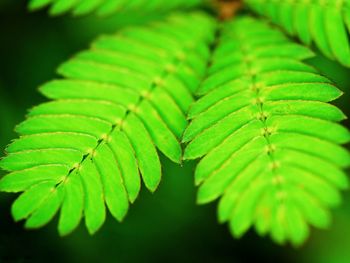 The shape of green leaves in a blurred background