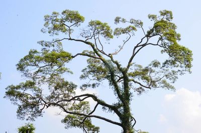 Low angle view of tree against sky