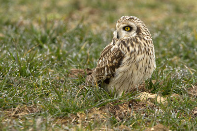 Close-up portrait of owl on field