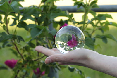Close-up of hand holding glass with reflection of trees