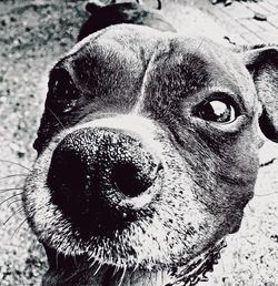 Close-up portrait of a dog