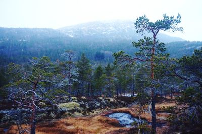 Trees in forest against sky