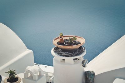 Low angle view of potted plant on table against wall