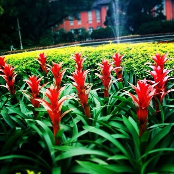 flower, growth, freshness, red, fragility, plant, beauty in nature, green color, nature, petal, leaf, blooming, focus on foreground, field, flower head, tulip, multi colored, in bloom, close-up, selective focus