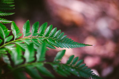 Close-up of green leaves