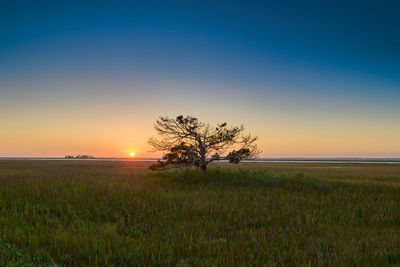 Sunset over marsh grass near hunting island state park in south carolina.