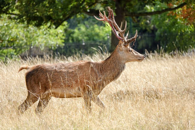 Deer in a field