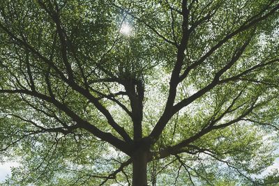 Low angle view of tree