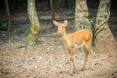 Deer standing in a forest