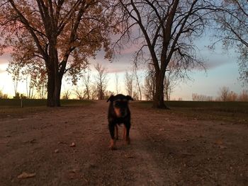Dog in park against sky during sunset