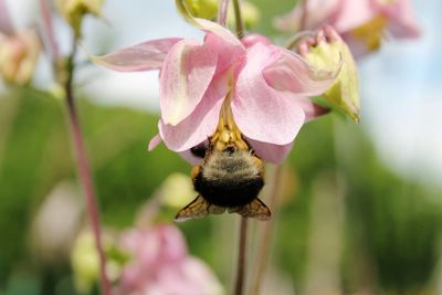 Close-up of bee on flower