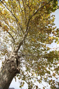 Low angle view of tree against sky