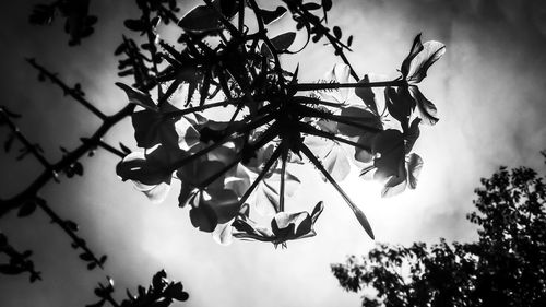 Low angle view of silhouette tree against sky