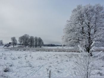 Bare trees on snow covered field