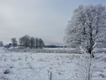 Trees on snow covered field against sky