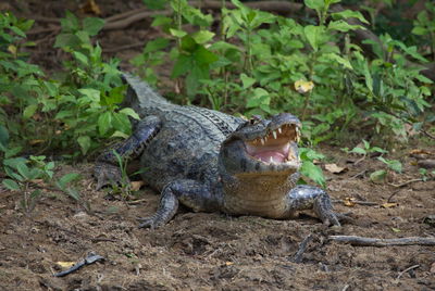 View of lizard on land