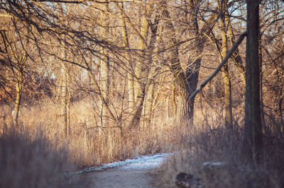 Bare trees in forest