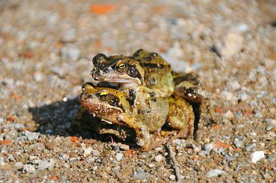 Close-up of frogs mating on field