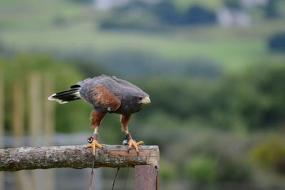 Close-up of bird perching on wooden post