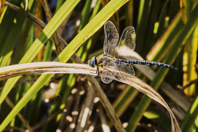 Close-up of dragonfly on plant