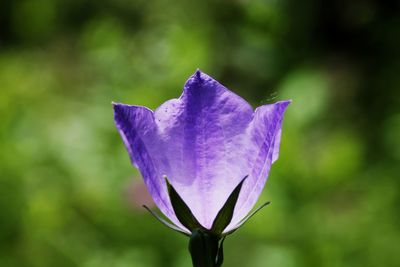 Close-up of purple flower