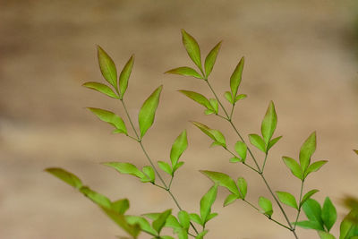 Close-up of plant growing on field