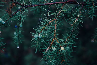 Close-up of fresh green plant