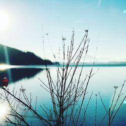 Close-up of plants by lake against sky