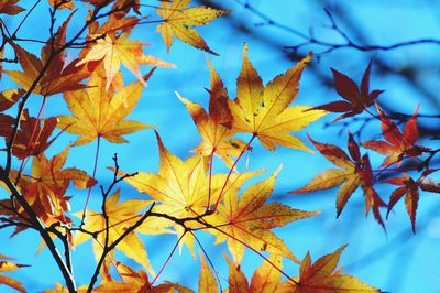 Close-up of maple tree against sky