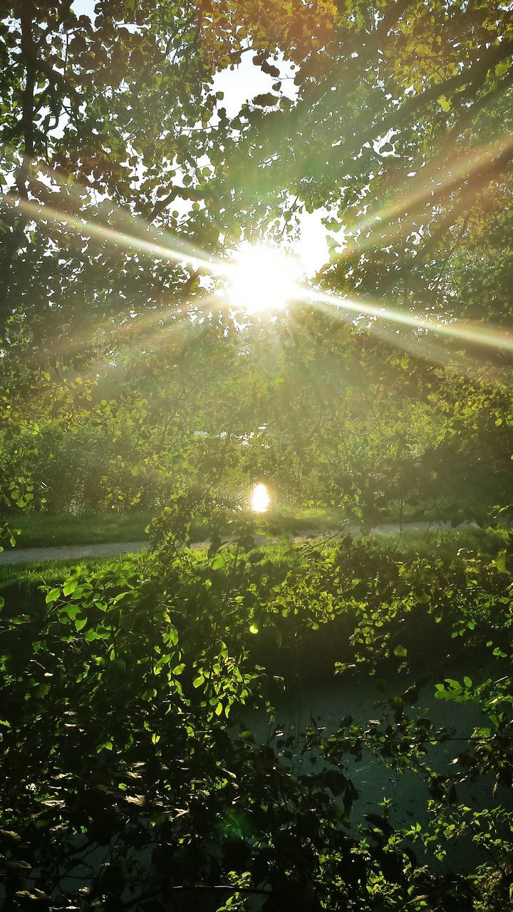 sun, water, sunlight, sunbeam, lens flare, tree, beauty in nature, tranquility, nature, growth, reflection, tranquil scene, scenics, bright, wet, lake, drop, sky, sunny, idyllic