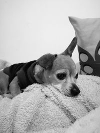 Portrait of dog relaxing at home