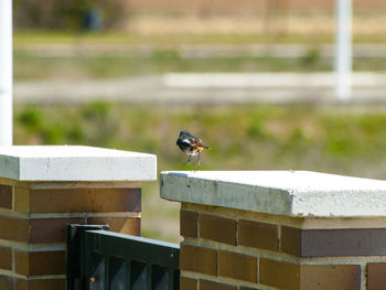 Close-up of bird perching on retaining wall