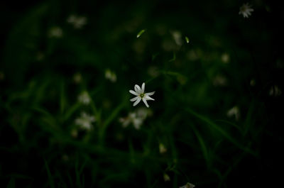 Close-up of white flowering plant in field