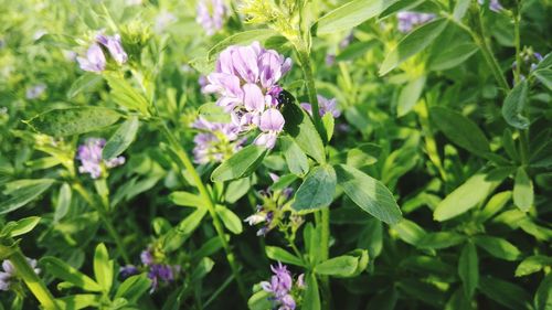 Close-up of flowers blooming outdoors
