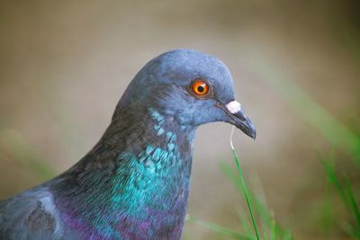 Close-up of a bird
