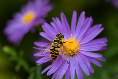 Bee close-up. bright purple autumn flower of the asteraceae family. 