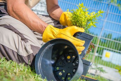 Midsection of person holding yellow flowering plant in yard