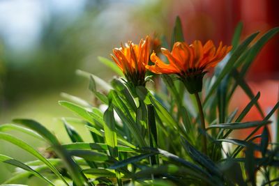 Close-up of flowering plant