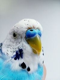 Extreme close-up of blue budgerigar