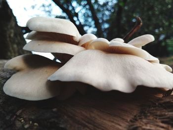 Close-up of white mushrooms