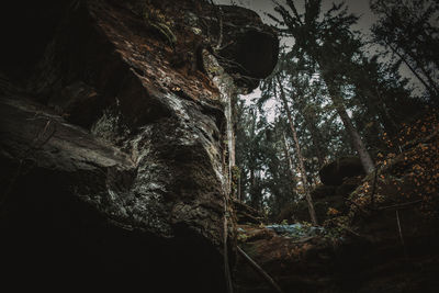 Low angle view of trees in forest