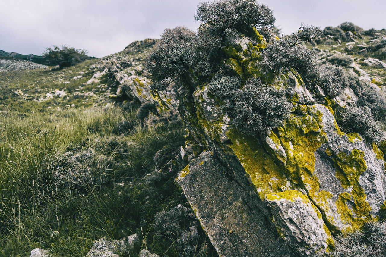 VIEW OF ROCKS AND TREES ON ROCK