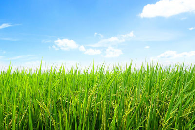 Crops growing on field against sky